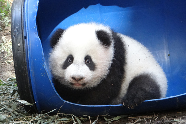 活泼圆仔新玩具水桶摇滚超开心