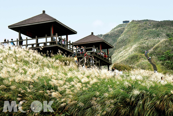 草岭古道芒花季东北角最美秋景11月再现