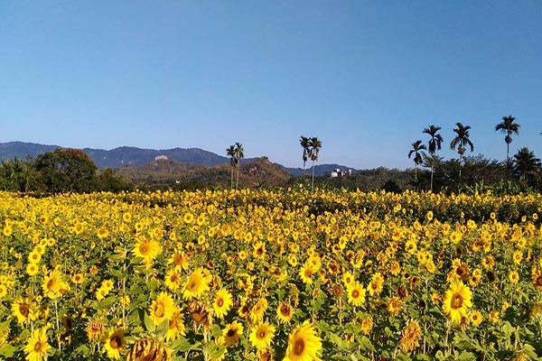 全台最大向日葵迷宫登场！走春必访花海景点