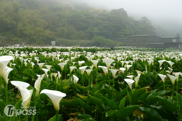 拥抱白色花海竹子湖海芋展笑颜