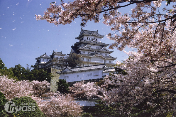 樱吹雪季节来临日樱花3月中绽放