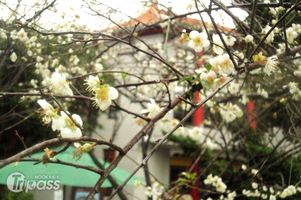 台北孔庙梅花展枝头周末行春赏花正是时候