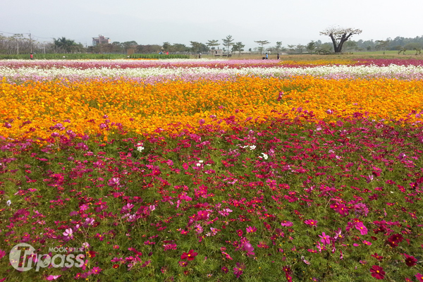 屏东花海报到春节赏花是时候
