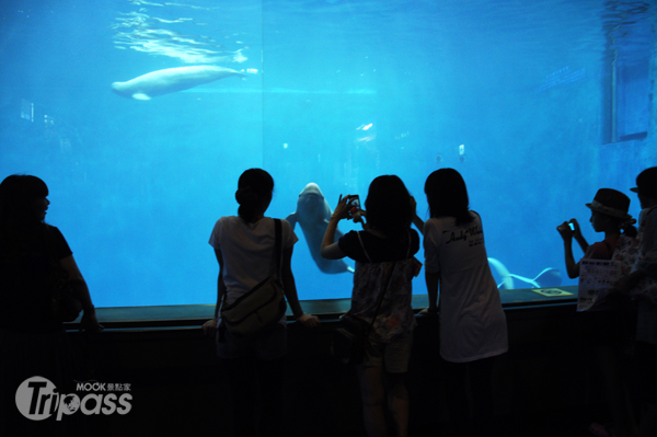 惊现对人微笑的海豚！日水族馆超吸睛