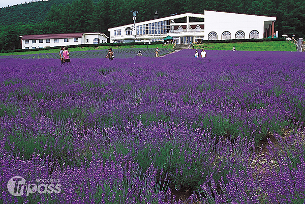 用夏天编织的花海漫游北海道薰衣草紫色花田