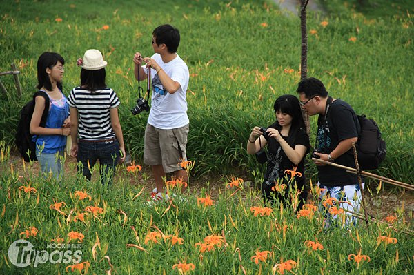 露营、单车赛、原民晚会太麻里金针花季8月登场