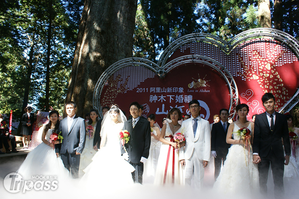 千年神木见证誓言拍微电影赢阿里山免费婚礼