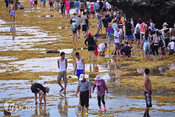 小琉球生物骤减8月起管制杉福潮间带游客进出