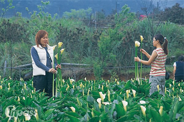 522国际生物多样性日到阳明山帮昆虫作户口普查