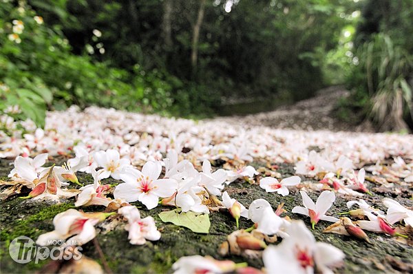 走访苗栗12条桐花步道体验在地工艺之美