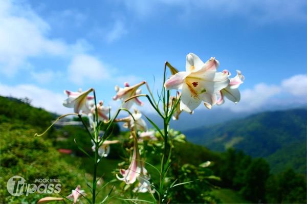 百合绽放山岚随行访太麻里金针山正得时