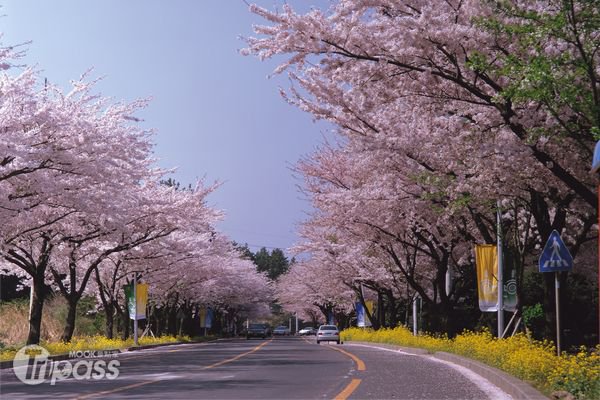 赏樱、健行3月济州正热闹观光巴士也启动接驳