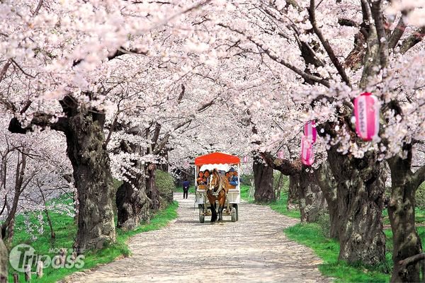 日本北东北赏樱、雪壁开通情报免费抽限定杂货