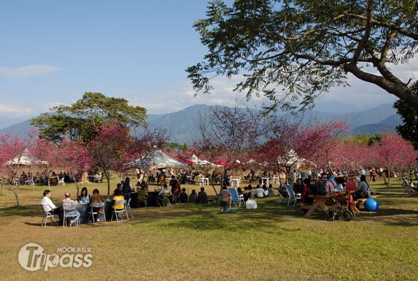 到暨南大学体验樱花树下的情人节午后茶宴