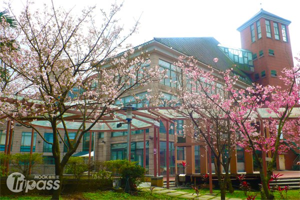 春游赏花、沐花泉，天籁独家赏花专车畅游阳明山