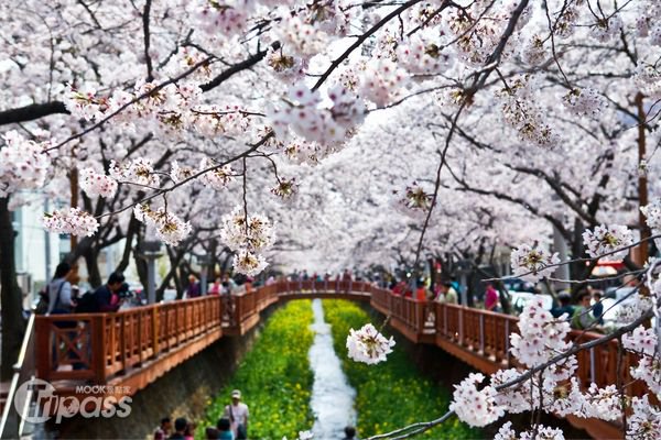 韩国樱花季济州率先登场首尔4月中盛开
