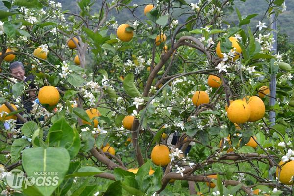 台东香丁节开幕送采果、美食券网络预约好礼3/14开放