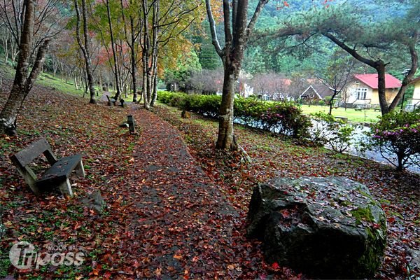 沉浸山林之美乐活身心──惠荪林场