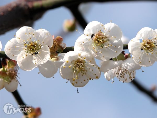 梅花季开始到梅岭赏梅、吃梅还能玩游戏