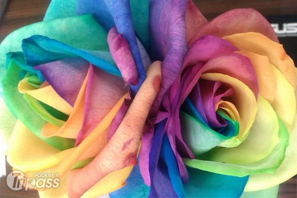 花现百变公主遇见彩虹玫瑰的幸福