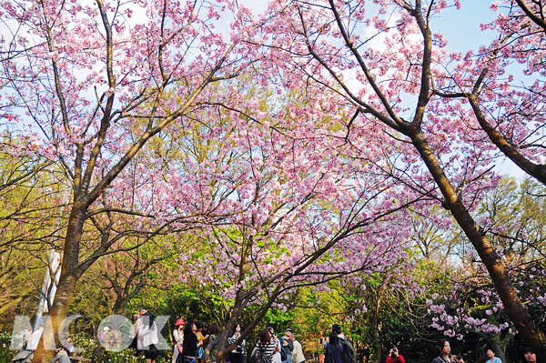 阳明山花季赏花好去处五大浪漫樱花景点