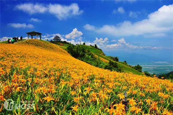 花东金针飨宴，富里忘忧行