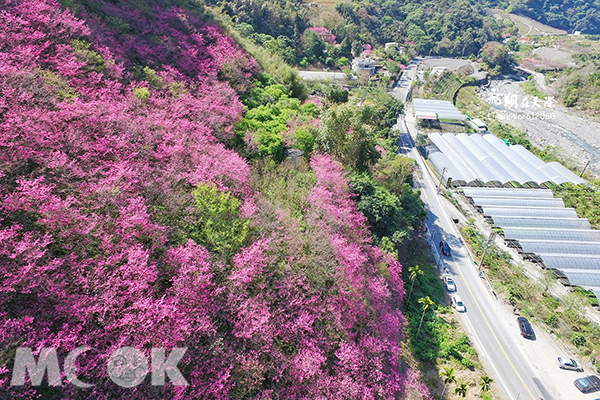空拍粉红地毯美到不行樱花林秘境浪漫盛开