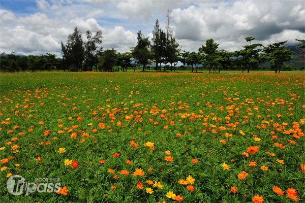 夏日波斯菊花海花莲浪漫登场