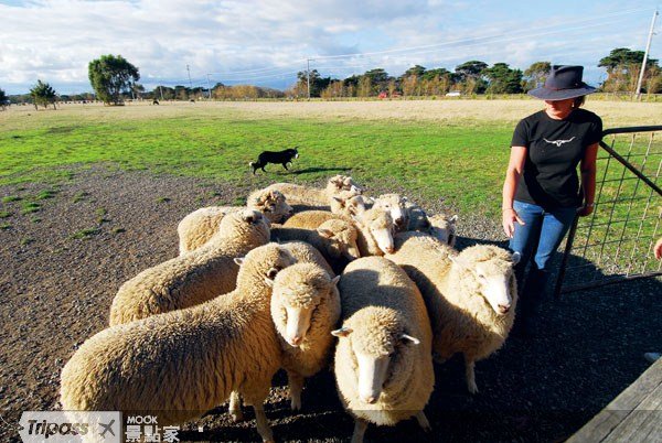 贴近农庄，体验澳洲乡村生活WarrookCattleFarm