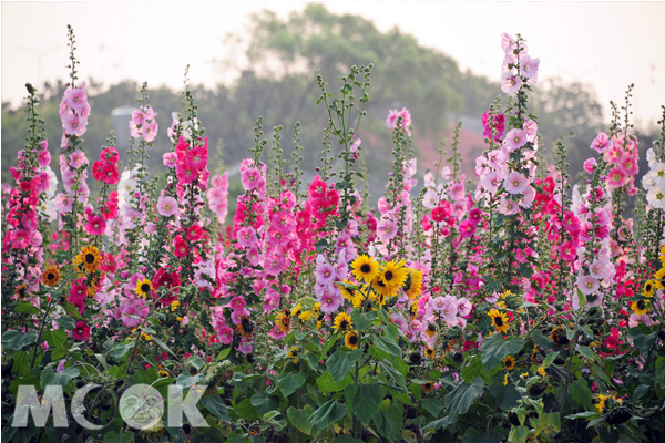 一丈红花海迷宫闯关台南蜀葵花季