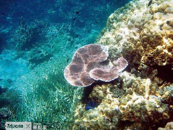 马航需求大，台北吉隆坡、高雄沙巴增班