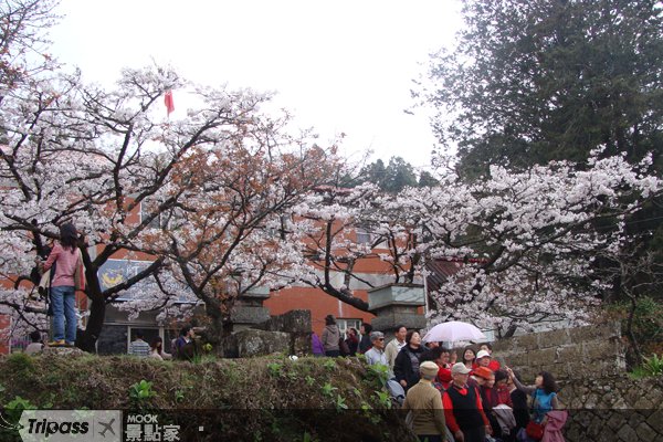 阿里山樱花季谢幕，26万人上山赏花！