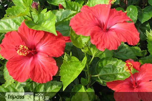 票寻市树、市花”，i-Pad大奖送给你！
