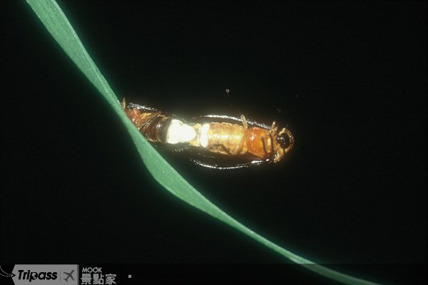 鲤鱼潭生态观光活动4/9盛大举行