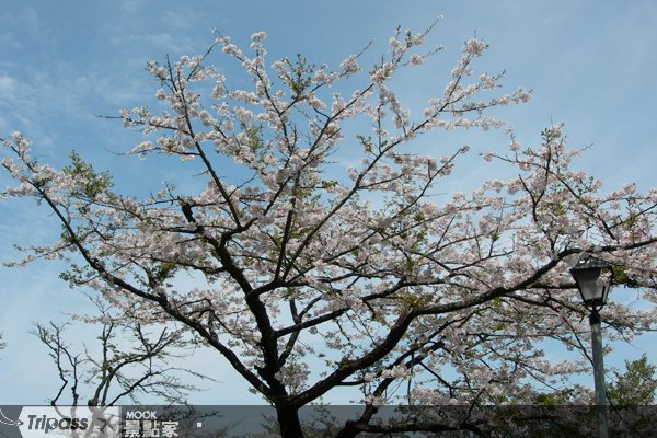 50元搭阿里山小火车