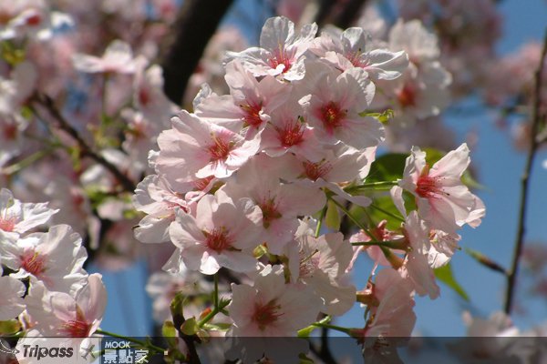 绯樱悄开，2011春季赏樱情报