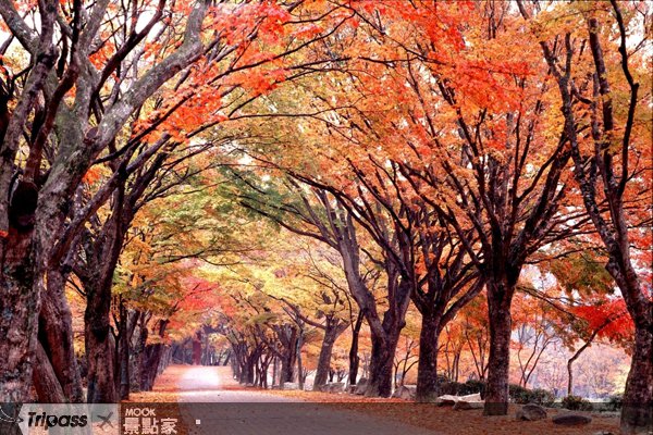 疯韩国自由行，分享私房旅游送机票！