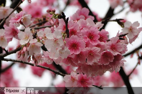 早春赏花去，阳明山花季缤纷登场