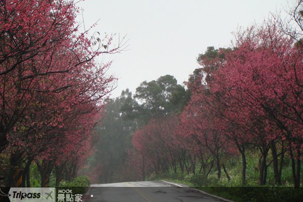 收藏满满的幸福，三芝樱花季开跑