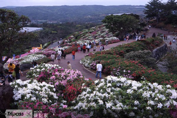 冲绳东村杜鹃季3月登场