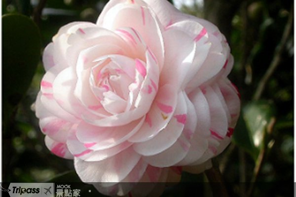 阳明山“百年好合”，2011台北茶花展