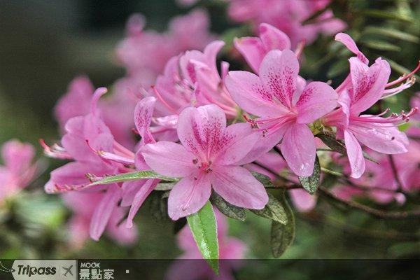 新年泡汤兼赏花，乌来杜鹃缤纷绽放