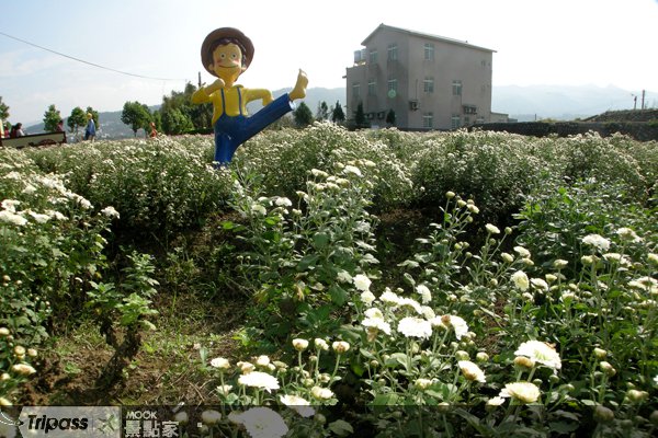 铜锣乡“杭菊芋头节”11月13日登场
