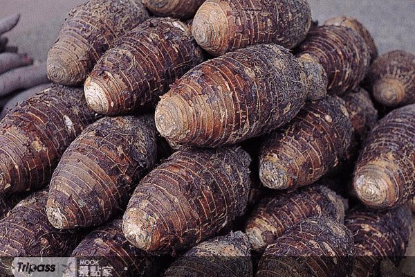 高雄县真情巴士启动88元畅游