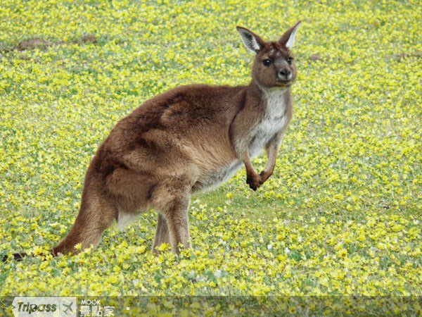 袋鼠岛不只有袋鼠！KangarooIsland::澳洲::南澳