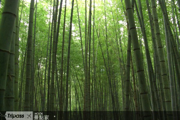 嘉义县真情巴士推出瑞里深度游
