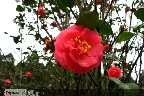 花现台湾，上网送花拿大奖！