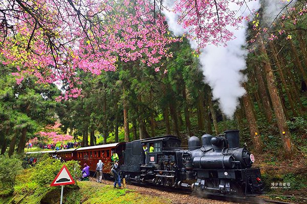 樱花铁道全台唯一阿里山五大赏樱景点