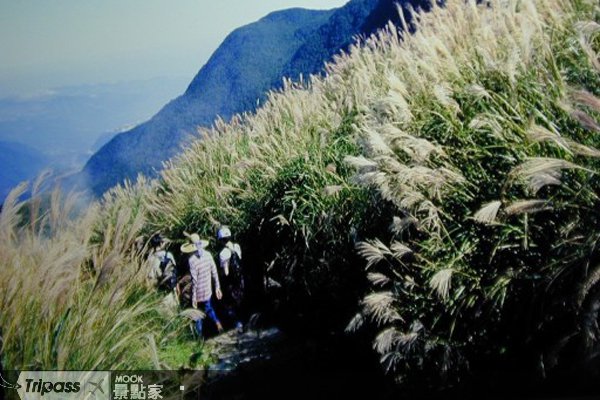 微风徐徐，来趟阳明山“古道秋芒之旅”
