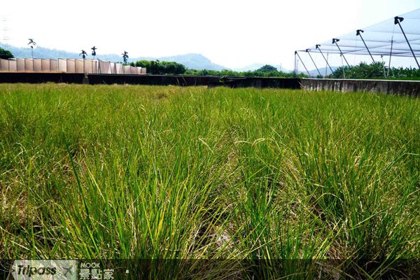 节能减碳爱地球，承诺30天抽绿能冰箱！